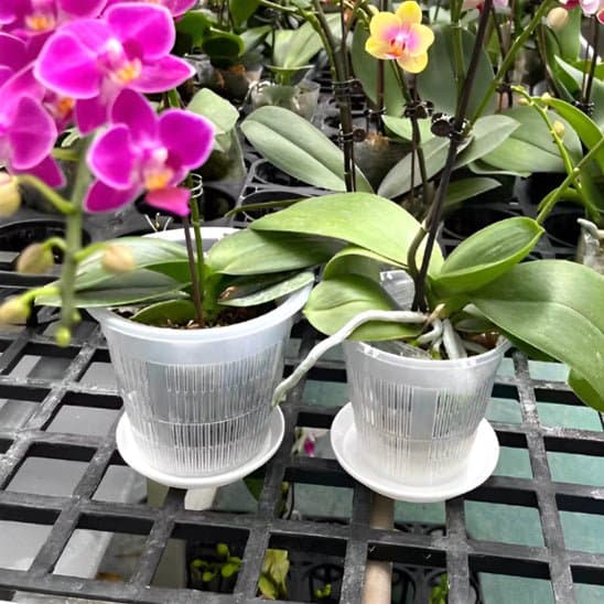 Pot plastique plante - Transparent - Pur Jardin