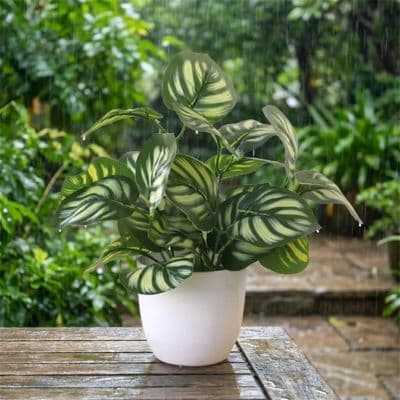 plantes-artificielles-pour-exterieur-resistantes-aux-intemperies