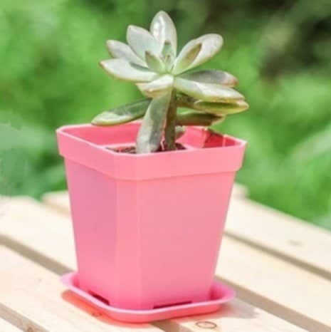 Pot plastique - Multicolore - Pur Jardin