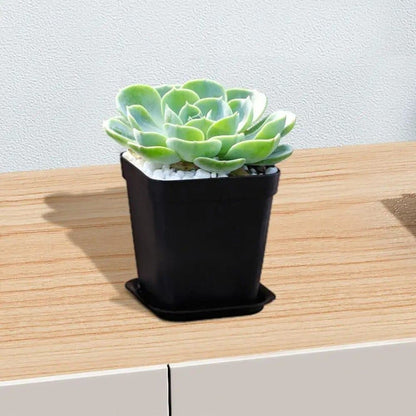 Pot plastique - Multicolore - Pur Jardin