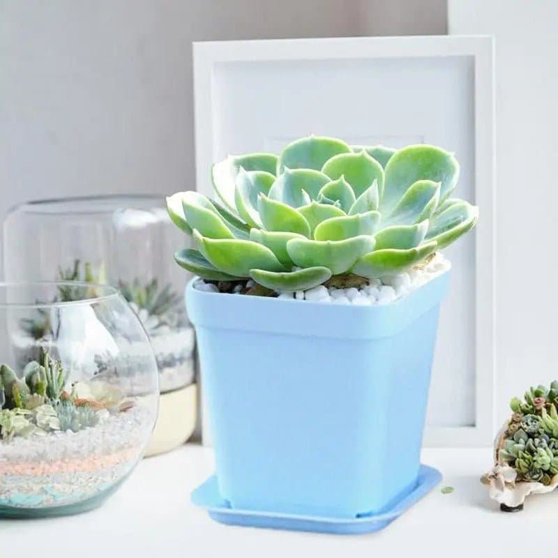Pot plastique - Multicolore - Pur Jardin