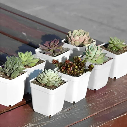 Pot plastique - Multicolore - Pur Jardin