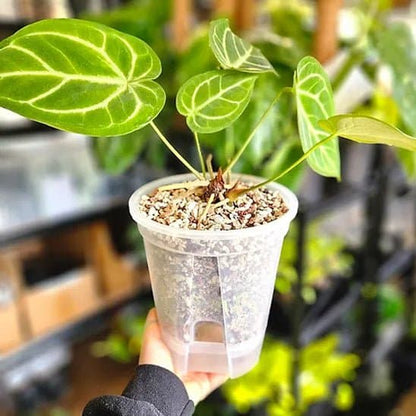 Pot plastique plante - Givre - Pur Jardin