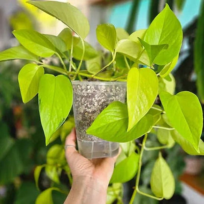 Pot plastique plante - Givre - Pur Jardin