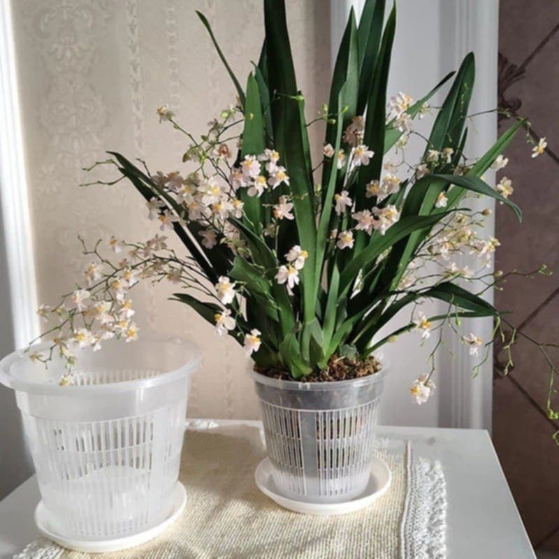 Pot plastique plante - Transparent - Pur Jardin