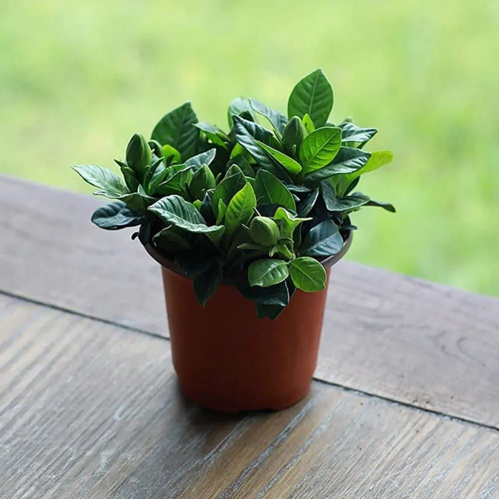Pot plastique - Terre cuite - Pur Jardin