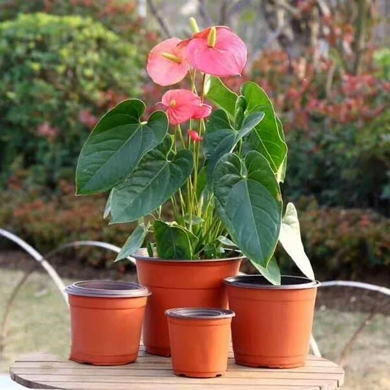 Pot plastique - Terre cuite - Pur Jardin