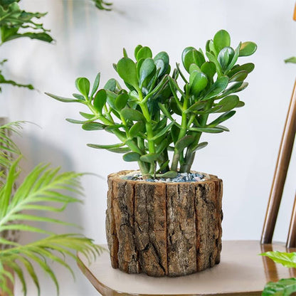 pot-pour-exterieur-bois-tronc